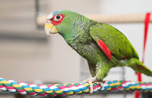 🦜 White Fronted Amazon Parrot for Sale – Smart, Social & Full of Personality