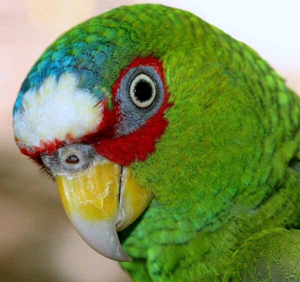 🦜 White Fronted Amazon Parrot for Sale – Smart, Social & Full of Personality - Image 4