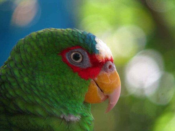 🦜 White Fronted Amazon Parrot for Sale – Smart, Social & Full of Personality - Image 3