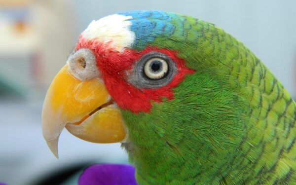 🦜 White Fronted Amazon Parrot for Sale – Smart, Social & Full of Personality - Image 5
