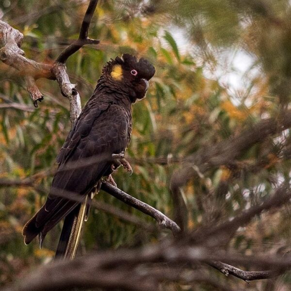 🦜 Yellow-Tailed Black Cockatoo for Sale - Image 5