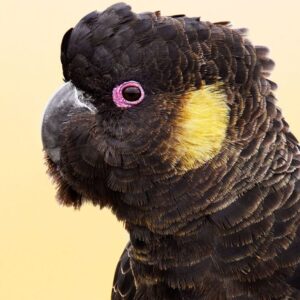 🦜 Yellow-Tailed Black Cockatoo for Sale