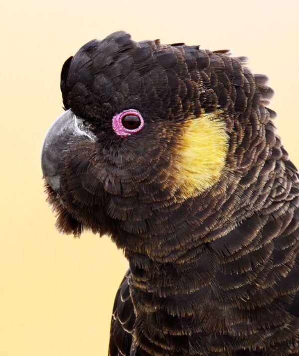 🦜 Yellow-Tailed Black Cockatoo for Sale