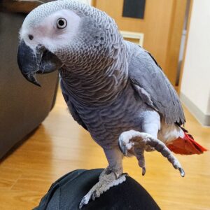 🦜 Cory – Male African Grey Parrot for Sale