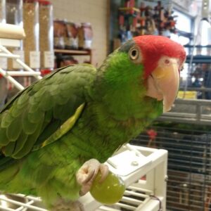 🦜 Mexican Red Headed Amazon Parrot for Sale
