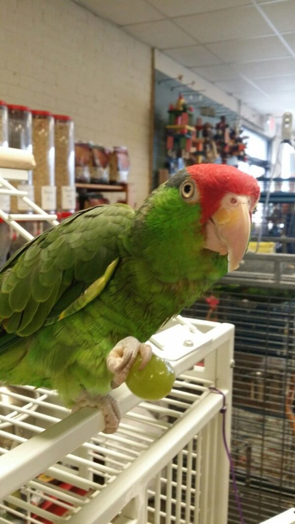 🦜 Mexican Red Headed Amazon Parrot for Sale