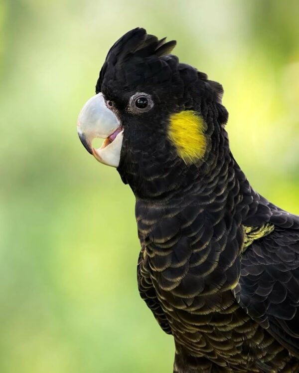 🦜 Yellow-Tailed Black Cockatoo for Sale - Image 3