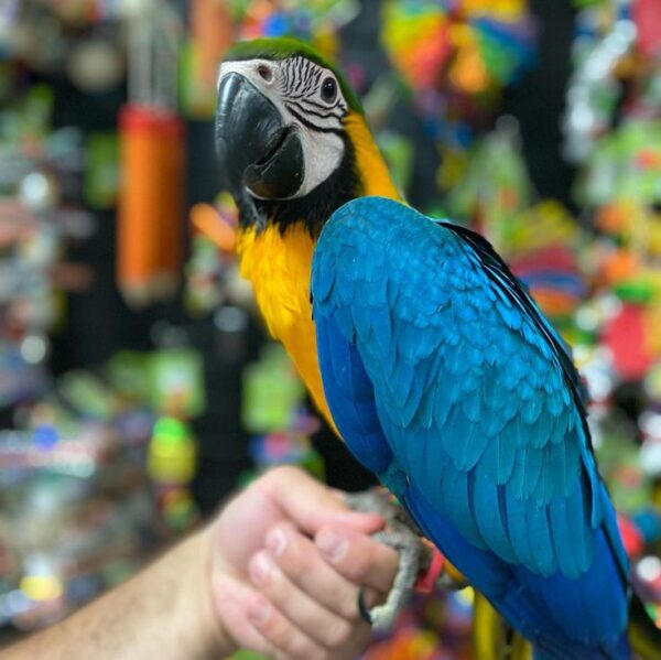 🦜 Angel – Blue and Gold Macaw for Sale (Female, 8 Months Old) - Image 3