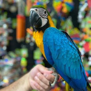 🦜 Angel – Blue and Gold Macaw for Sale (Female, 8 Months Old)