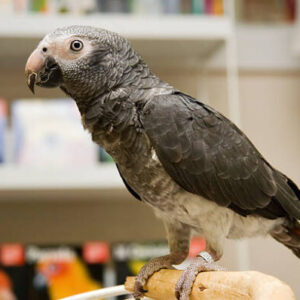 🦜 Timneh African Grey Parrot for Sale – Intelligent, Affectionate, and Amazingly Talkative
