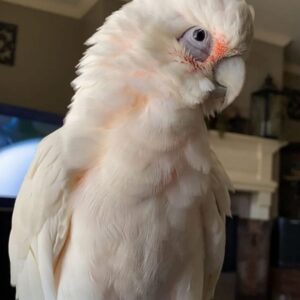 🦜 Bare-Eyed Cockatoo for Sale
