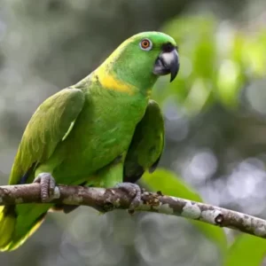🦜 Yellow-Naped Amazon Parrot for Sale