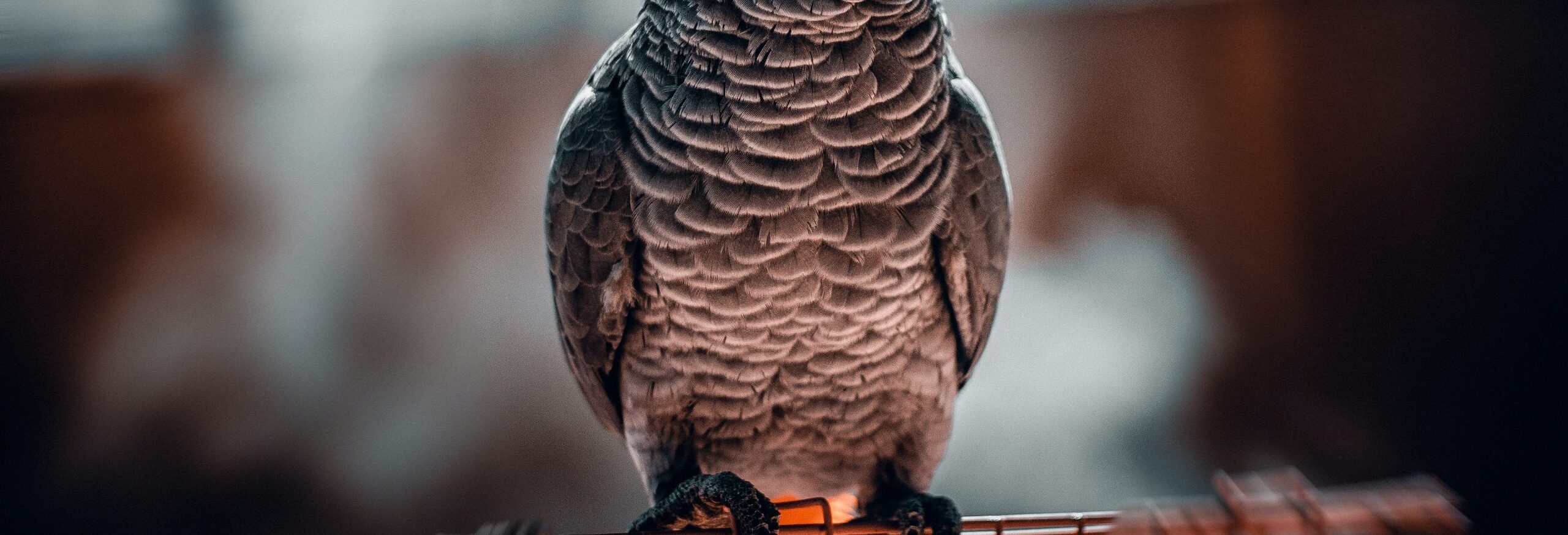 We specialize in providing you with high Quality Parrots..