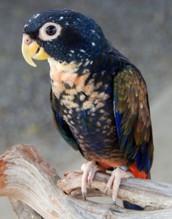 🦜 Bronze-Winged Pionus Parrot for Sale – Graceful, Intelligent, and Incredibly Loyal - Image 4