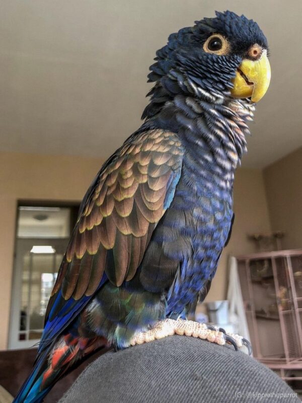 🦜 Bronze-Winged Pionus Parrot for Sale – Graceful, Intelligent, and Incredibly Loyal - Image 3