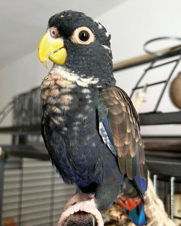 🦜 Bronze-Winged Pionus Parrot for Sale – Graceful, Intelligent, and Incredibly Loyal - Image 2
