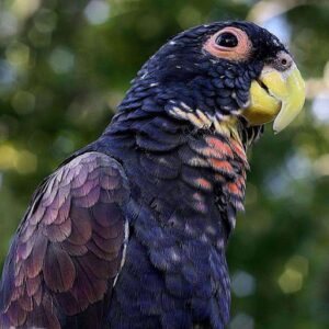 🦜 Bronze-Winged Pionus Parrot for Sale – Graceful, Intelligent, and Incredibly Loyal