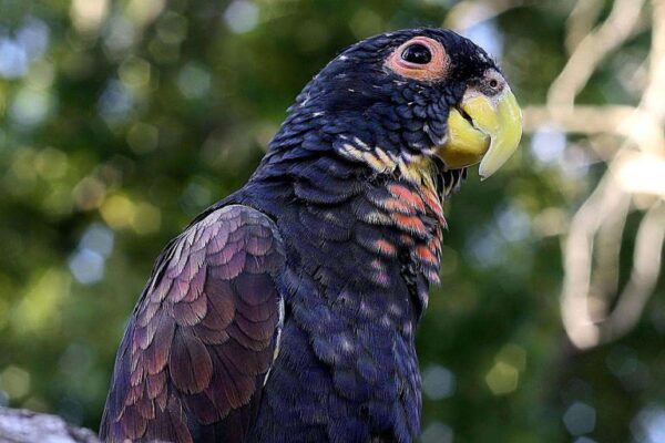 🦜 Bronze-Winged Pionus Parrot for Sale – Graceful, Intelligent, and Incredibly Loyal