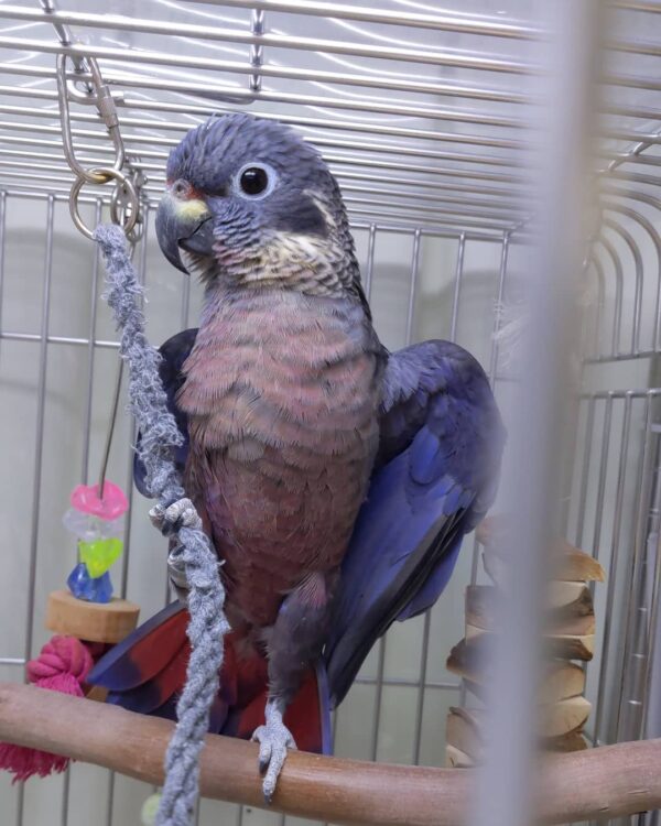 🕊️ Dusky Pionus Parrot for Sale – The Quiet, Devoted Companion You’ll Adore