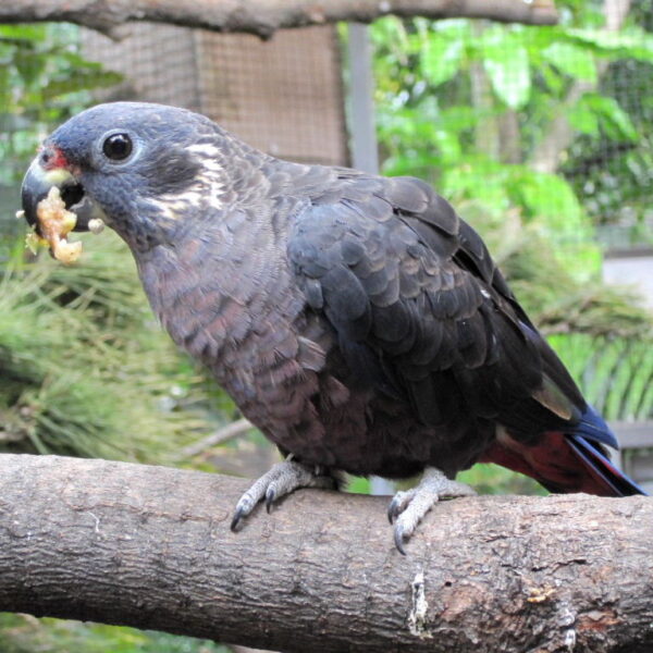 🕊️ Dusky Pionus Parrot for Sale – The Quiet, Devoted Companion You’ll Adore - Image 2