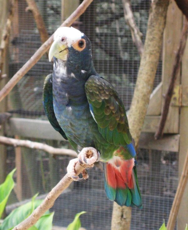 🕊️ White-Capped Pionus for Sale – A Gentle, Intelligent Companion - Image 5
