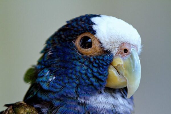 🕊️ White-Capped Pionus for Sale – A Gentle, Intelligent Companion - Image 4