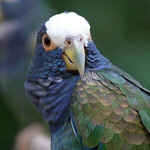 🕊️ White-Capped Pionus for Sale – A Gentle, Intelligent Companion