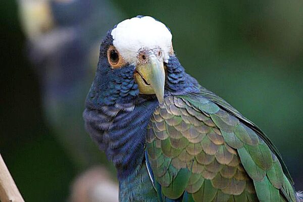 🕊️ White-Capped Pionus for Sale – A Gentle, Intelligent Companion